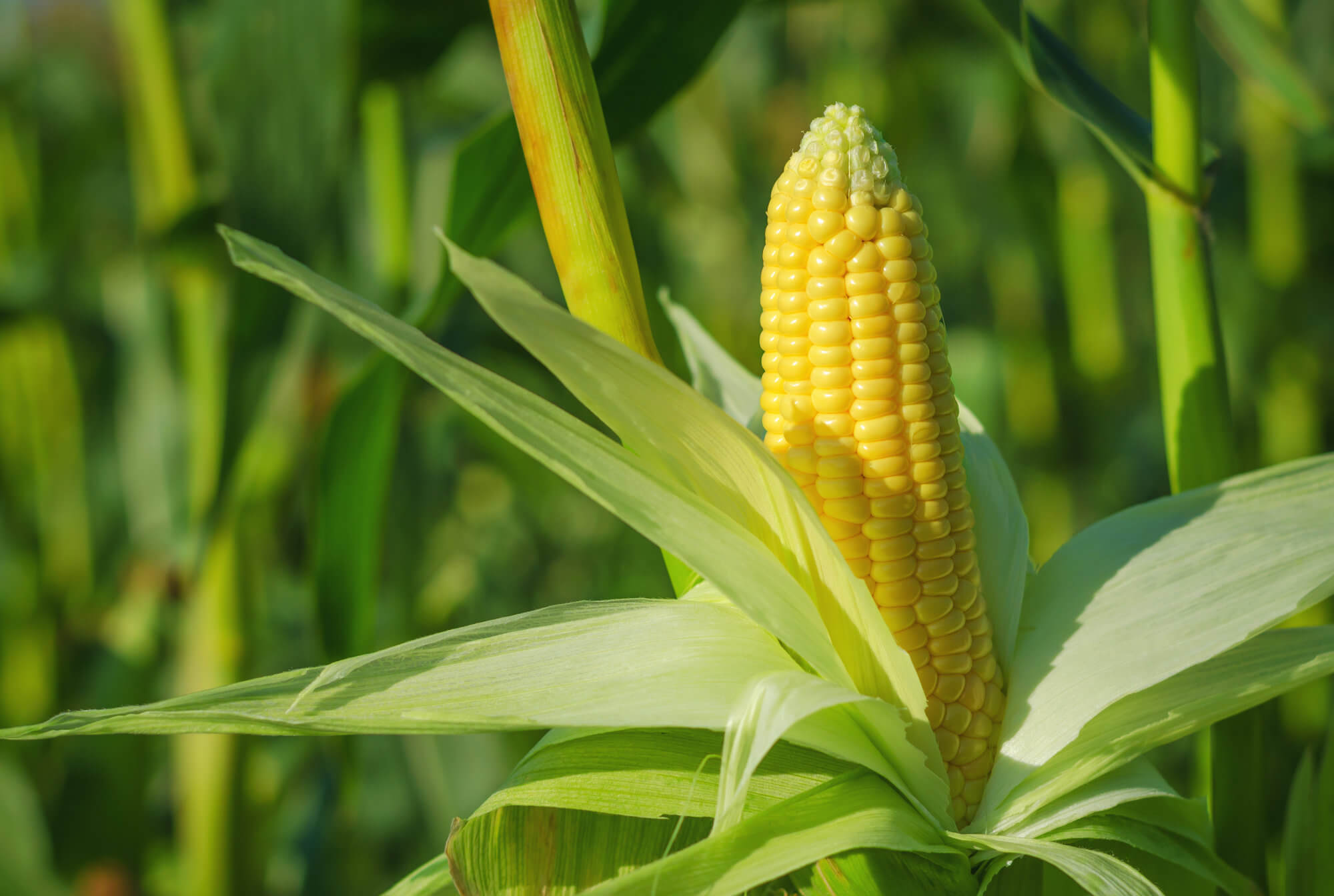 Corn Fibre Fabric | Sustainable Plant-Based Textile | Myyra India – MYYRA